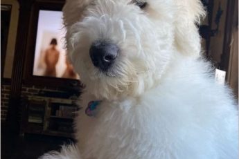 Nina 9 month old female in Union, NJ