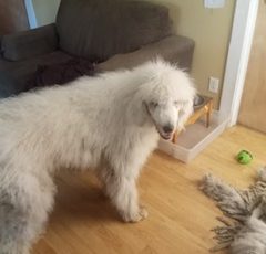 Cooper, female rescue Komondor in South Carolina